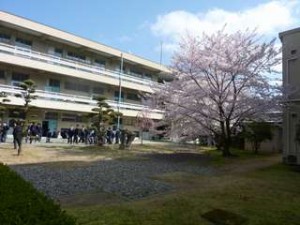 sakura