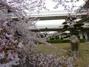 sakura2