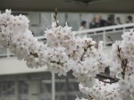 例年なら散っている