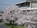 工業化学科棟前の桜