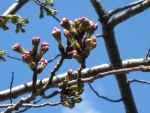 IMG_6935s